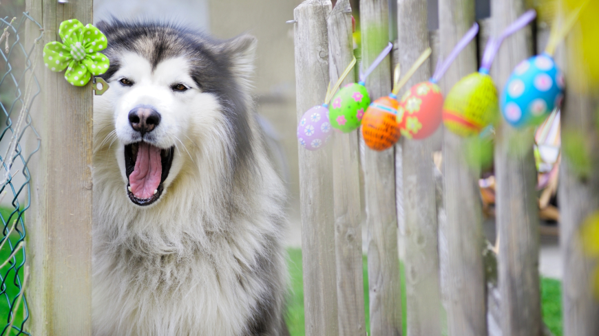 En extra promenad till påsk ger bättre hälsa än människogodis. Särskilt choklad kan vara livsfarligt för hunden. Foto: Shutterstock